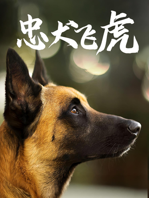 忠犬飞虎（33集）热门短剧推荐古装