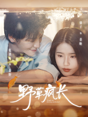 野草疯长（71集）热播短剧推荐精彩片段