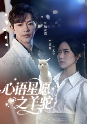 心语星愿之羊驼（60集）这个短剧最近超火