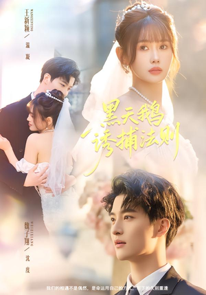 黑天鹅诱捕法册（80集）超火爆短剧抢先看全集