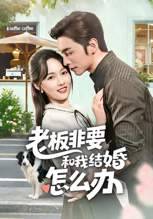 老板非要和我结婚怎么办（50集）短剧来袭敬请分享